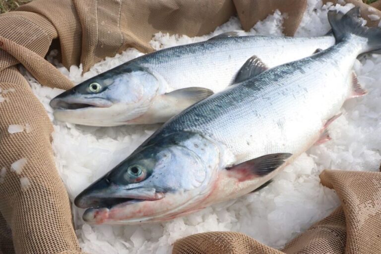 Alaskan Seiti healthy wild-caught white fish fillet