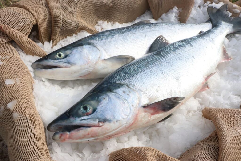 Alaskan Seiti healthy wild-caught white fish fillet