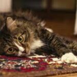 Renters insurance coverage for carpet damage in an apartment